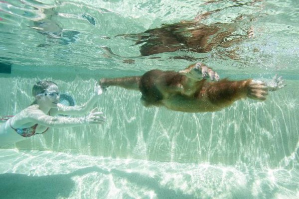 El orangután que bucea