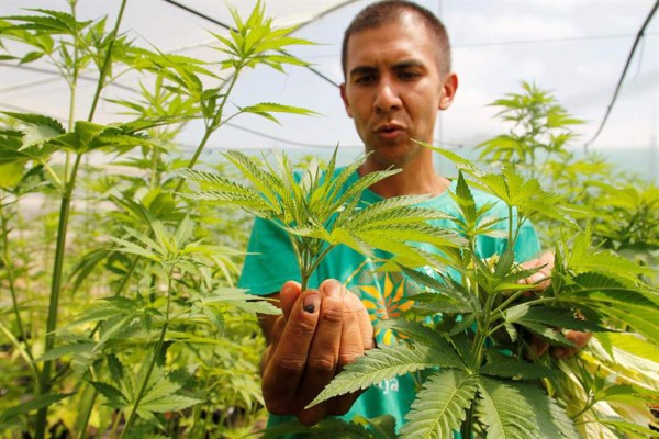 Debate sobre legalización de la marihuana llega a Congreso mexicano