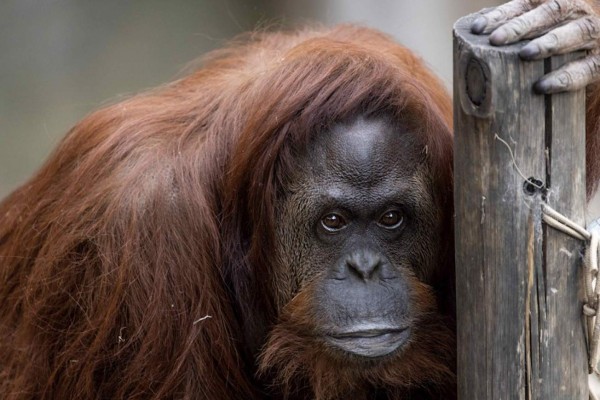 Envían a EEUU a la orangutana reconocida 'persona no humana' en Argentina