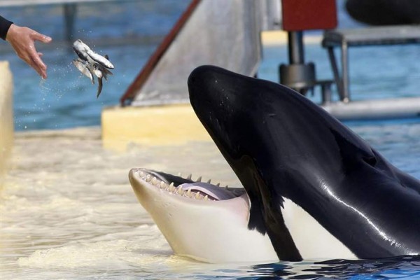 La orcas en cautividad sufren serios daños en la dentadura, según estudio