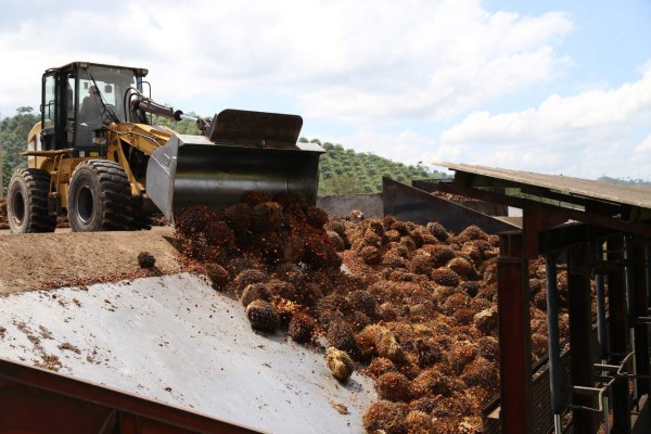 Presentan proyecto de ley para exonerar del 15% del ISV al agro