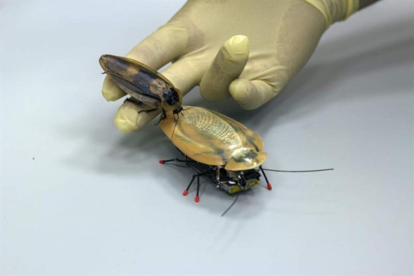 Una cucaracha robot, el último grito en biotecnología