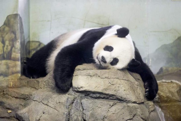 Nace un bebé panda en el zoo de Washington
