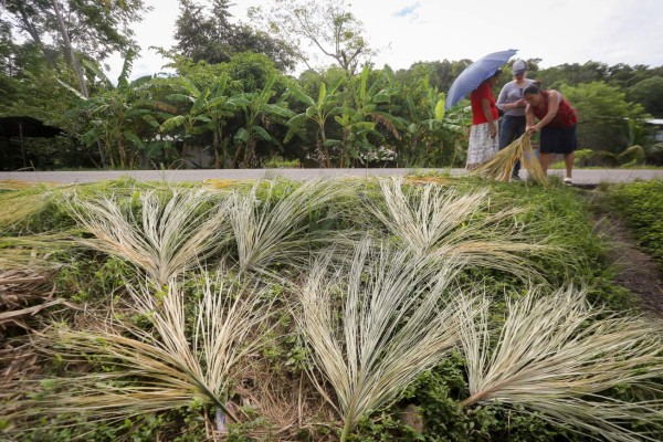 La palma, esencia artesanal de Santa Bárbara