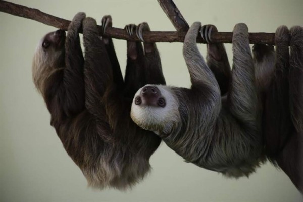 Vista de varios perezosos ayer, 1 de abril, en el santuario ubicado a orillas del Lago Gatún, a las afueras de Ciudad de Panamá, Panamá. EFE