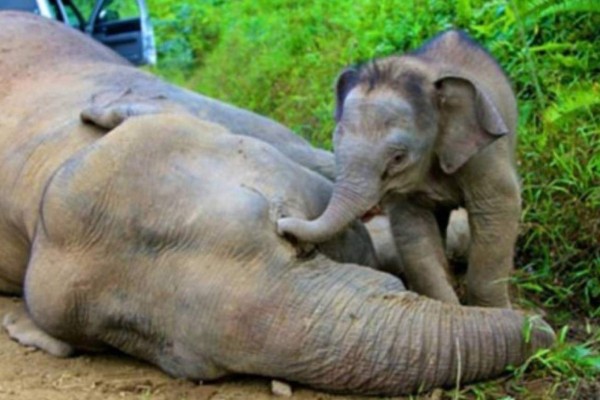 Matan a un elefante en peligro crítico de extinción en Malasia