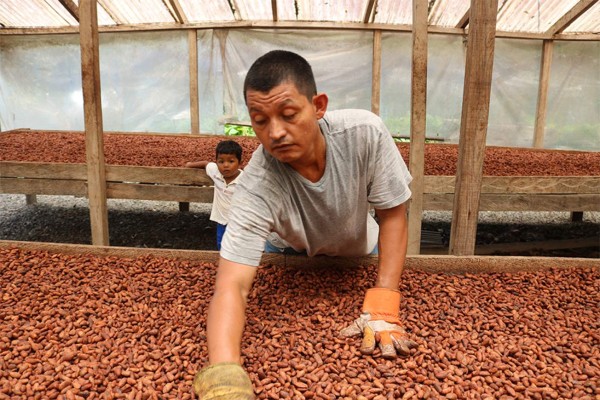 Aprocacaho gana premio como mejor exportador