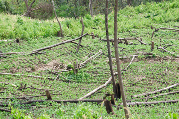 Lanzan SOS para salvar el Panacoma