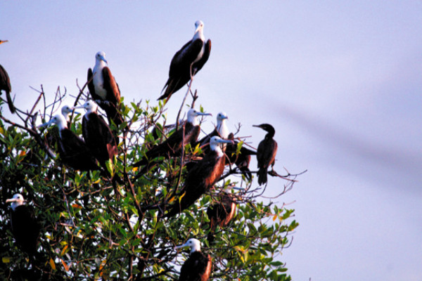 La Isla de los Pájaros