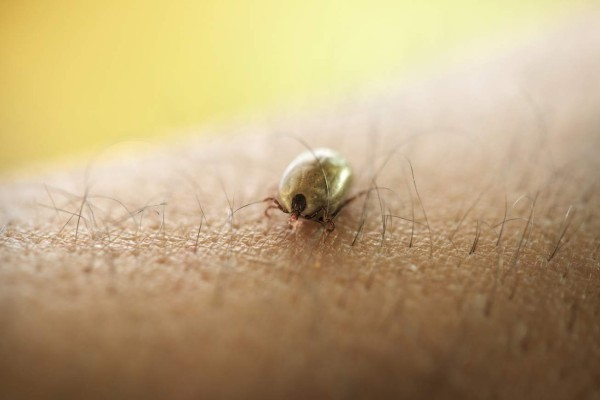 Siete pasos para evitar las garrapatas
