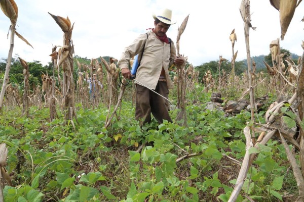 En 300 mil quintales se reduce cosecha de frijol