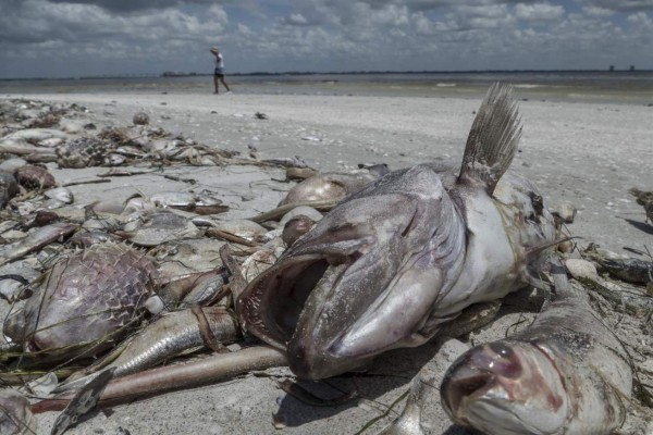 Aparecen miles de peces muertos en las playas de Florida a causa de la 'marea roja'