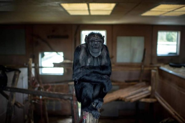 Un santuario de chimpancés torturados en experimentos, ante su cierre en Austria