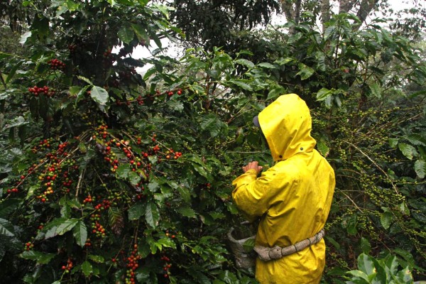 Santa Rosa de Copán, la capital del buen café