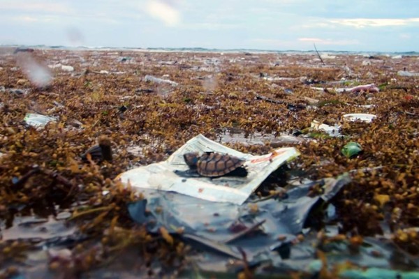 Video: Tortugas luchan por su vida atrapadas en basura plástica de Roatán