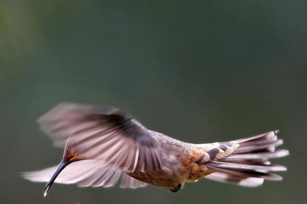 Colombia encabeza la competencia internacional de avistamiento de aves