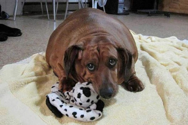 Odie, el perro más obeso del mundo baja casi 50 libras