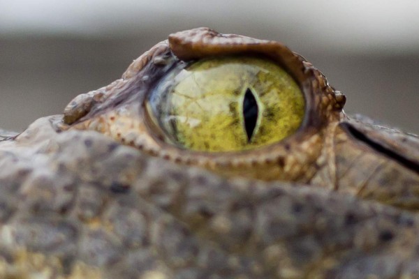 200 cocodrilos de los Rosenthal han muerto