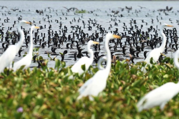 Pescadores y aves se disputan los peces en lago salvadoreño