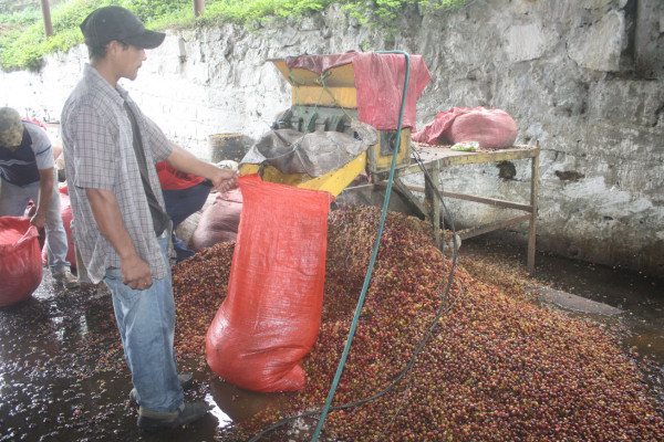 Exportaciones de café de Honduras caen $15.4 millones en dos meses