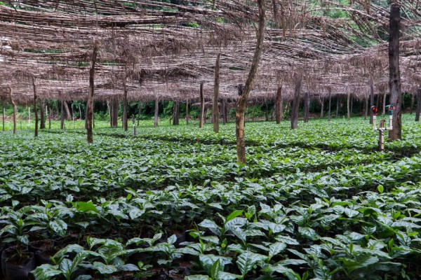 La Unión, Copán, un municipio de altura