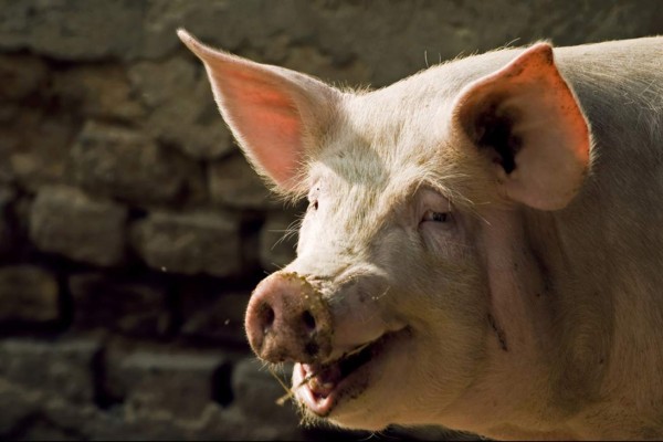 Un cerdo mata a mordiscos a un campesino en Perú&nbsp;&nbsp;