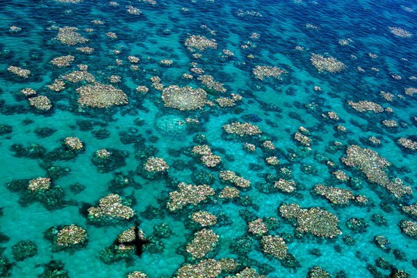 Grandes extensiones de la Gran Barrera de Coral han sido afectadas por el aumento de las temperaturas de los mares.