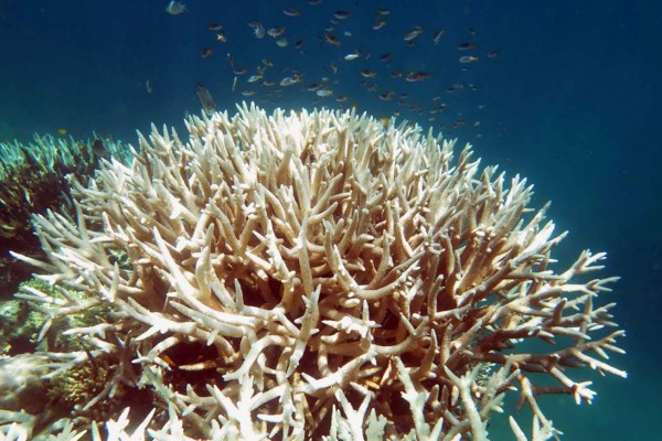 Corales blanqueados durante dos años consecutivos están condenados&nbsp;&nbsp;