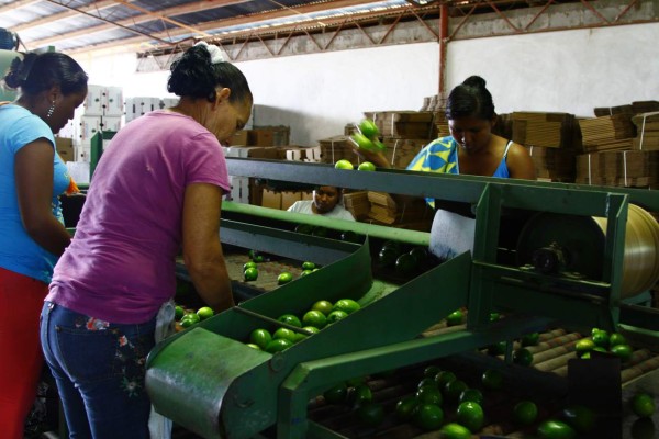Impacto de la sequía repercutió en todo el sector agrícola