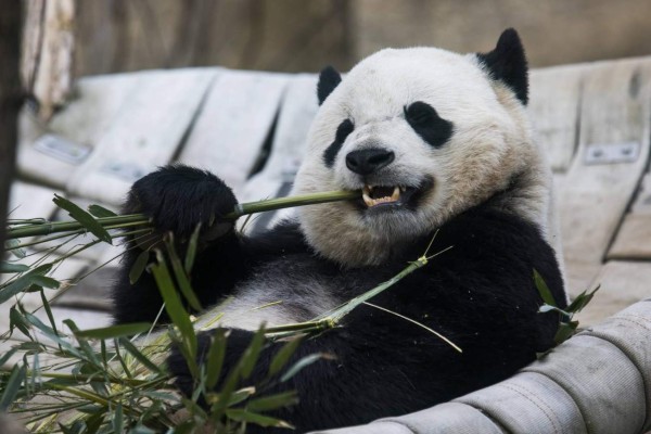 Bao Bao, la panda que viajó de Washington a China