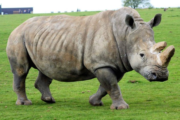 Muere rinoceronte blanco y ya solo quedan 5 en el mundo