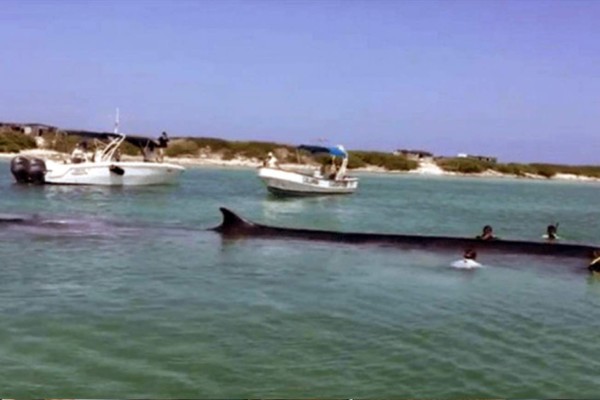 Video: Rescatan a una ballena varada en el Caribe mexicano