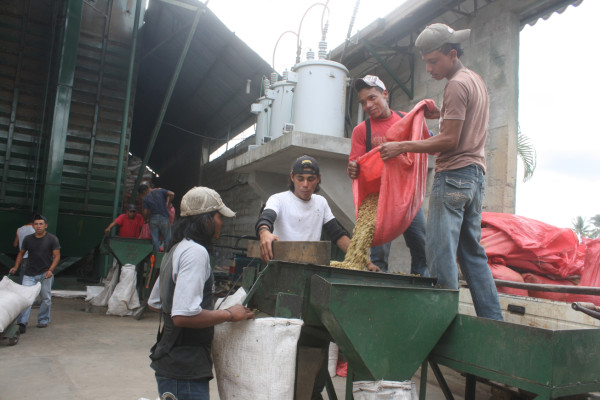 Precio del café registra alentador incremento