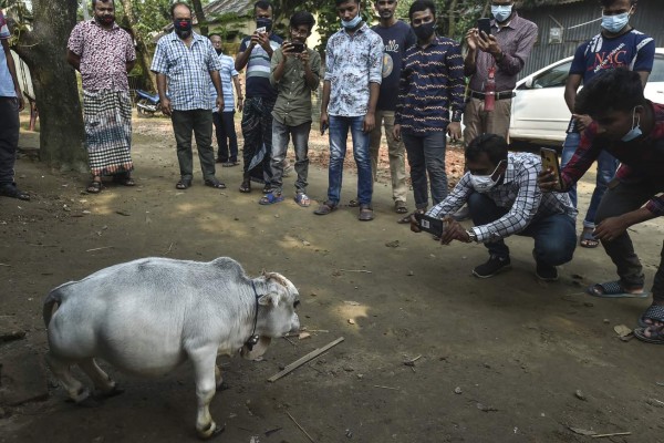 Rani, la vaca más enana del mundo se convierte en sensación turística en Bangladés