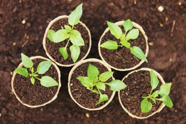 The Beautiful little seedlings in cups close up.The Beautiful little seedlings in cups close up.