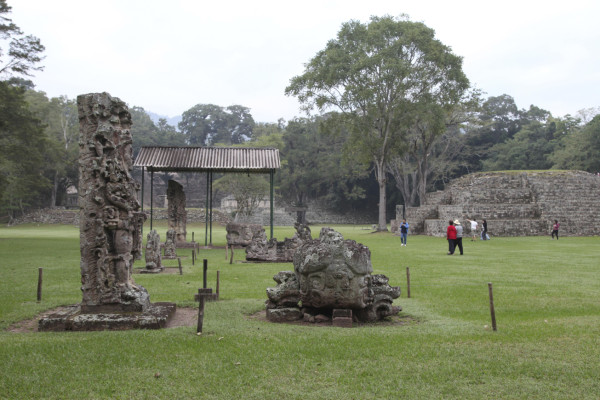 La guara roja vuela para resurgir en copán
