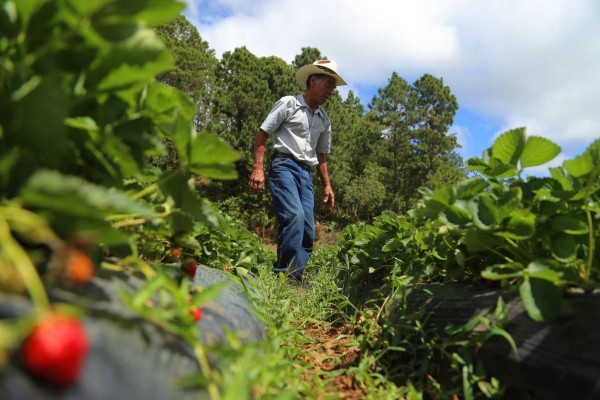 Yamaranguila, un destino en Honduras enclavado en las montañas