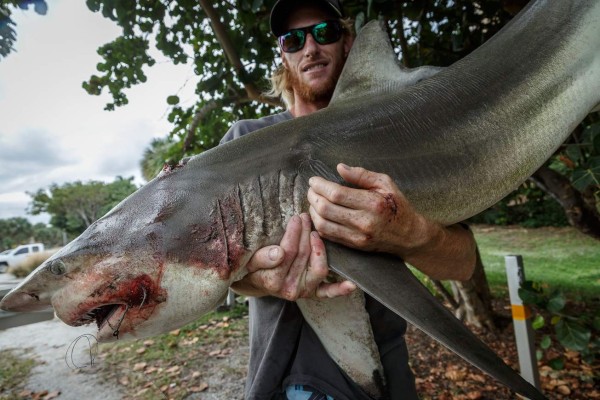 Surfista atacado por tiburón se venga atrapando el escualo para cenarlo