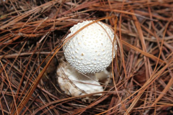 ¡Los tesoros del Cusuco! Biodiversidad en su máximo esplendor