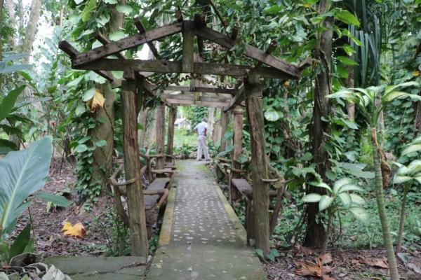 Naranjo Chino, un encanto natural en El Progreso