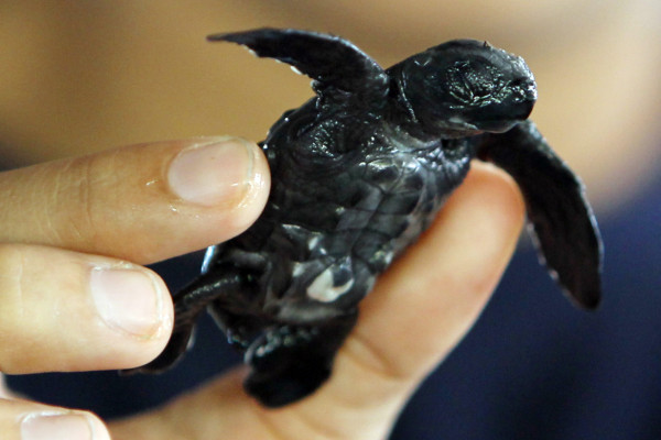 Investigan reaparición de tortuga carey en el golfo de Fonseca