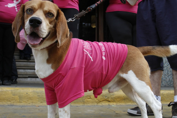 Caminan de rosa contra el cáncer de mama en San Pedro Sula
