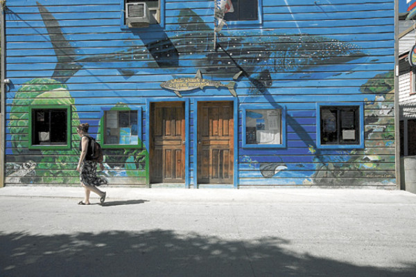 ¡Tiburón a la vista!