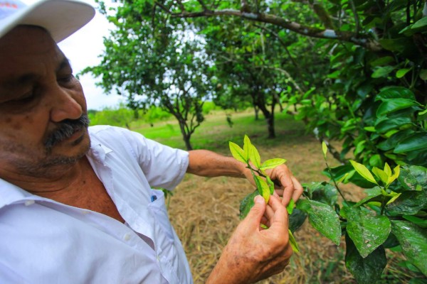 Cítricos generan 20,000 empleos en valle del Aguán