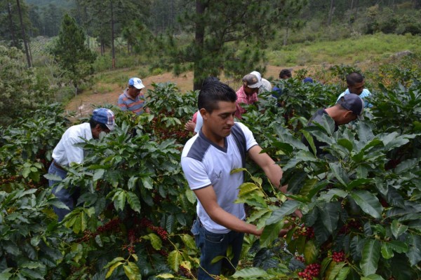 Cafetaleros se queja por falta de mano de obra