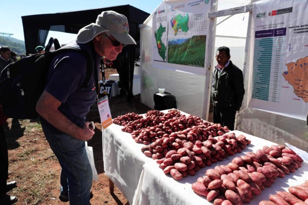 Las papas de colores, desconocidas armas de Perú contra desnutrición y cáncer