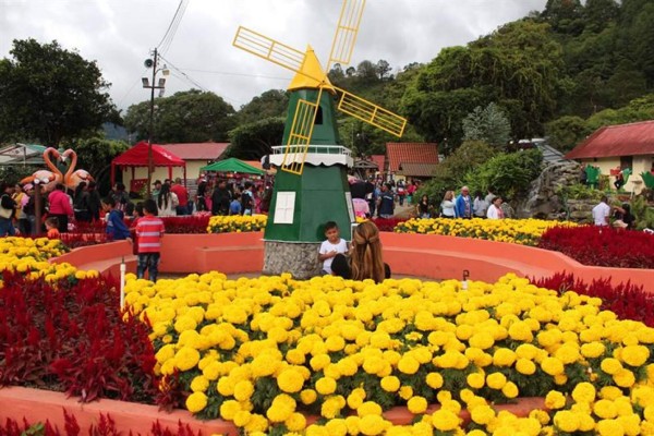 Millones de flores se toman un poblado de las tierras altas de Panamá