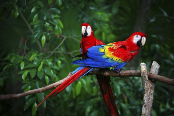 Al rescate de las guacamayas rojas en México