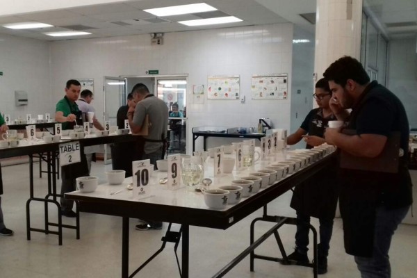 Más de 370 muestras participan en Taza de Excelencia 2017