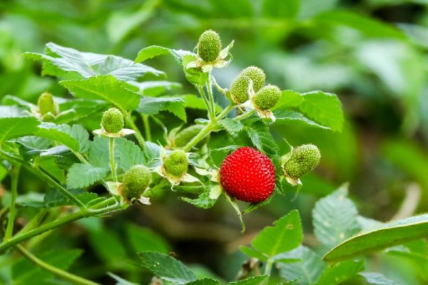 Las frambuesas son algunas de las delicias del lugar.
